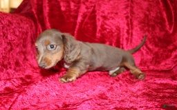 Miniature Dachshund dogs for sale: Bingo - Image 24