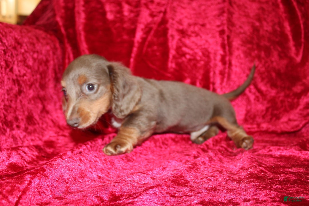 Miniature Dachshund dogs for sale: Bingo - Image 24