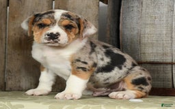 Beabull dogs for sale: Wranger - Image 4