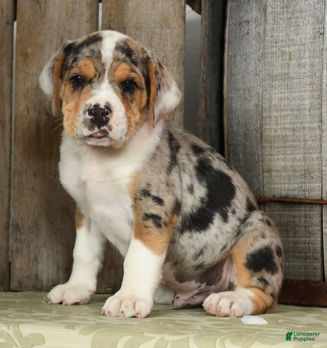 Beabull dogs for sale: Wranger - Image 4