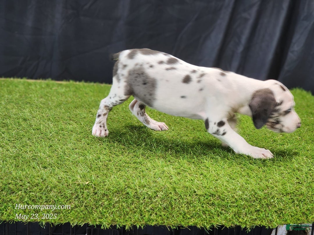 Catahoula Leopard Dog dogs for sale: Diamond 2025 F3 - Image 19