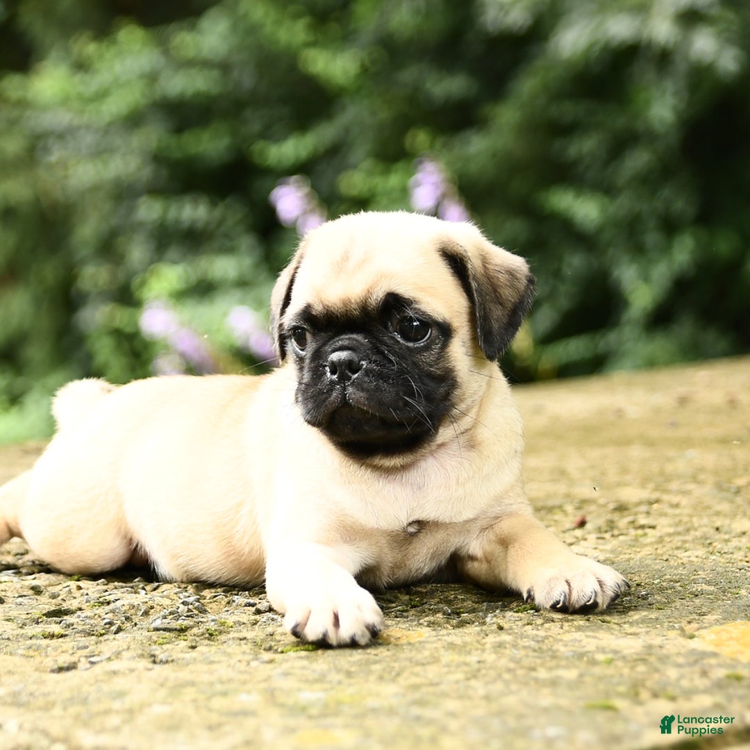 Pug dogs for sale: Trigger - Image 1