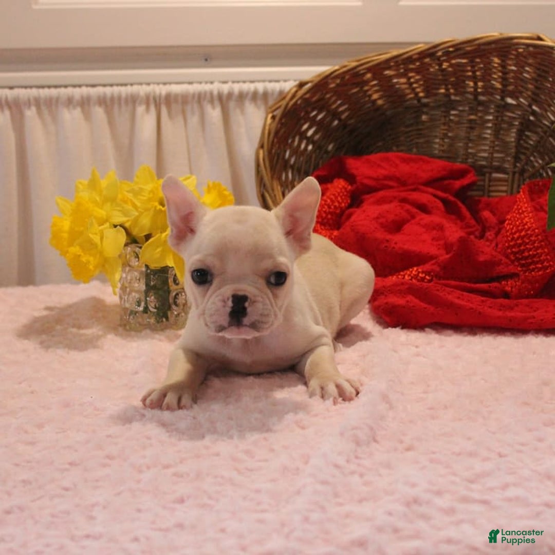 French Bulldog dogs for sale: French Bulldog 3 puppies - Image 15