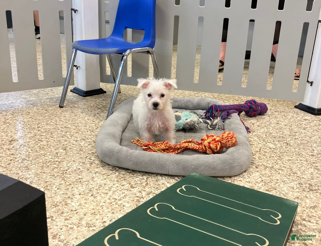 West Highland Terrier dogs for sale: Shelby - Image 1