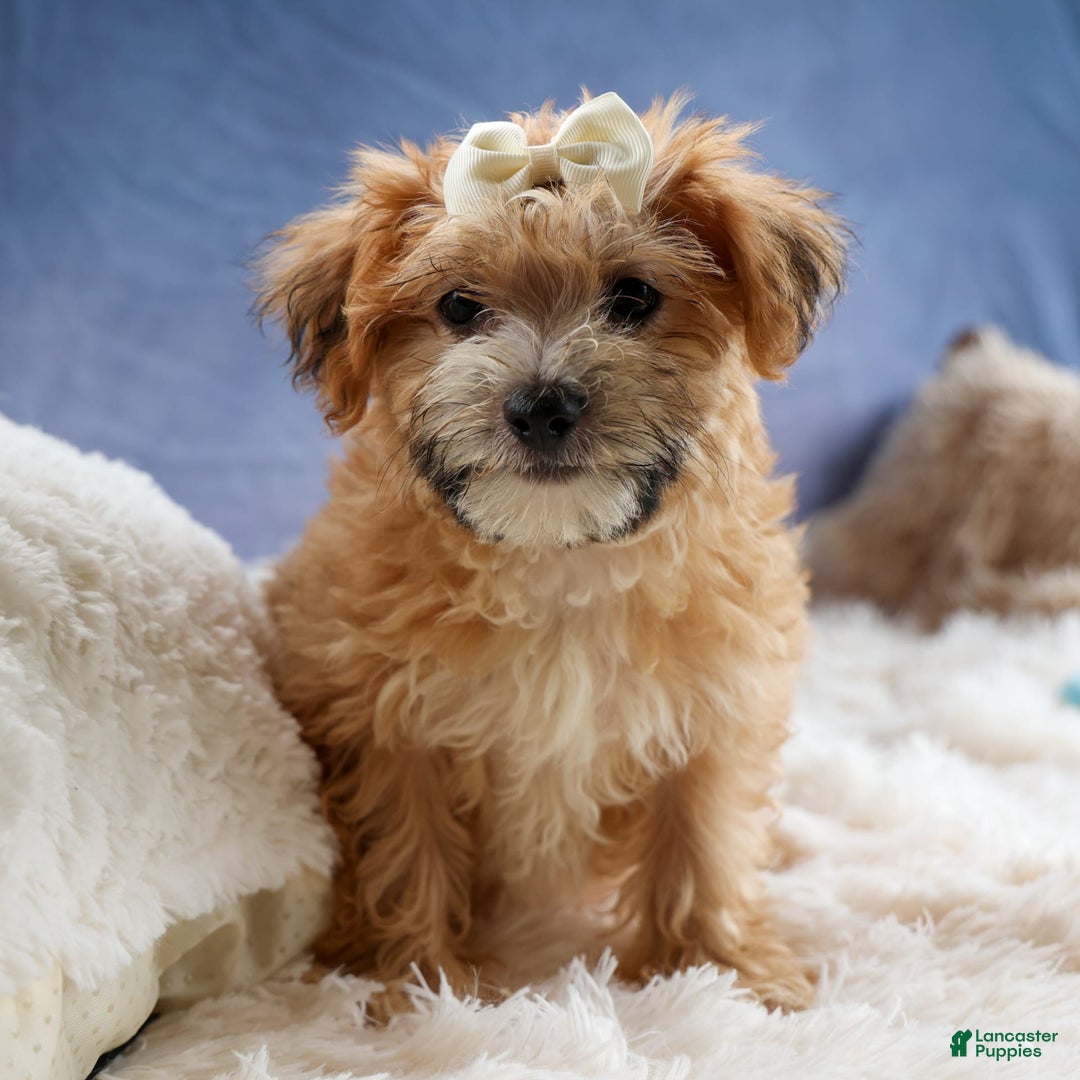 Yochon dogs for sale: Torin - Image 5