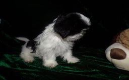 Shih Tzu dogs for sale: Tiny Jewel - Image 19