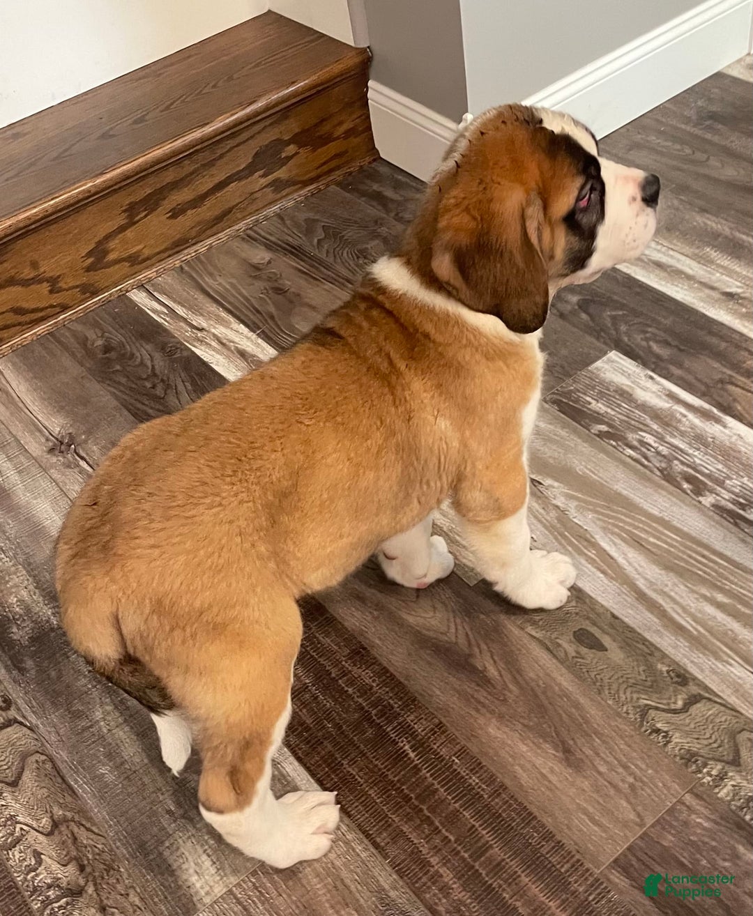 Saint Bernard dogs for sale: Oliver - Image 17
