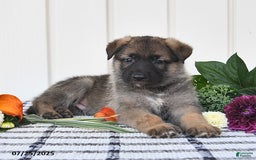 German Shepherd dogs for sale: Lincoln - Image 5