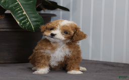 Toy Poodle dogs for sale: Tiny Duke - Image 2