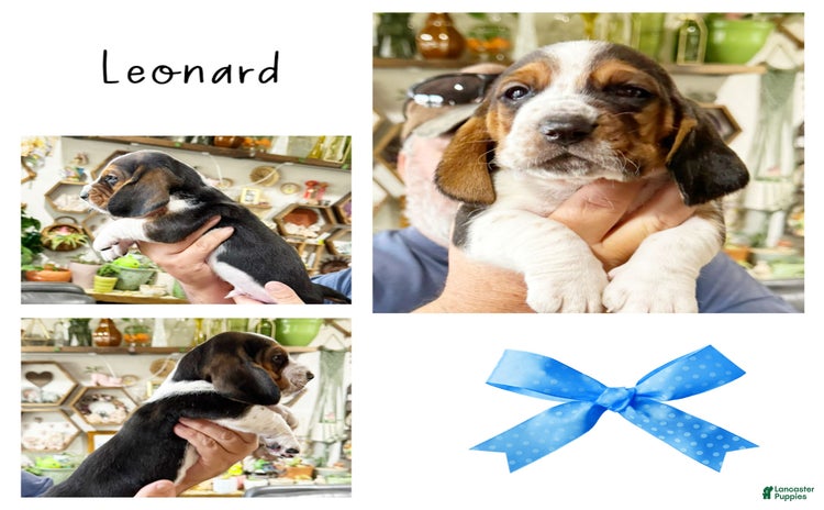 Basset Hound dogs - Advert 31