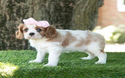 Cavalier King Charles Spaniel dogs for sale: Ruby - Image 9