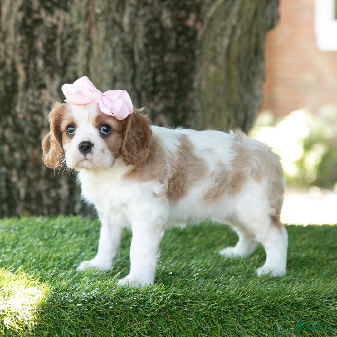 Cavalier King Charles Spaniel dogs for sale: Ruby - Image 9