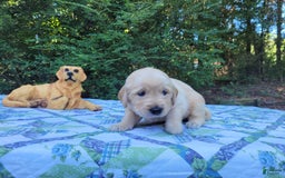 Golden Retriever dogs for sale: JOEY - Image 12