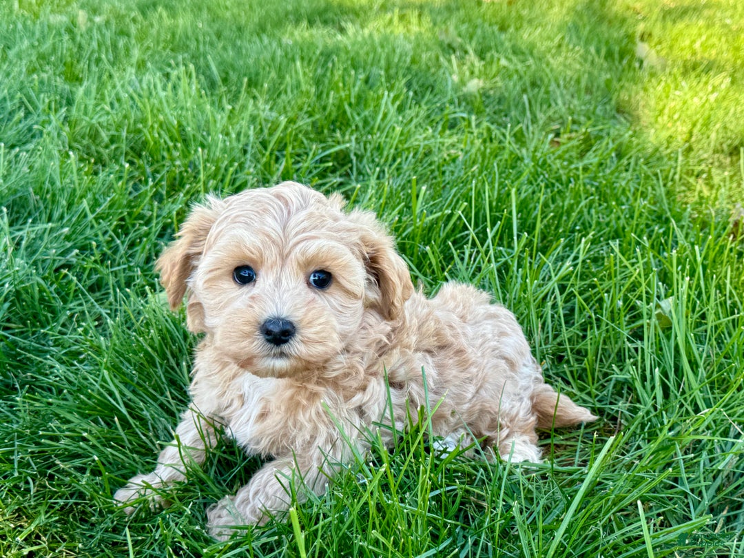Maltipoo dogs for sale: Solomon - Image 4