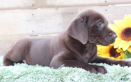Labrador Retriever dogs for sale: Rocky - Image 3