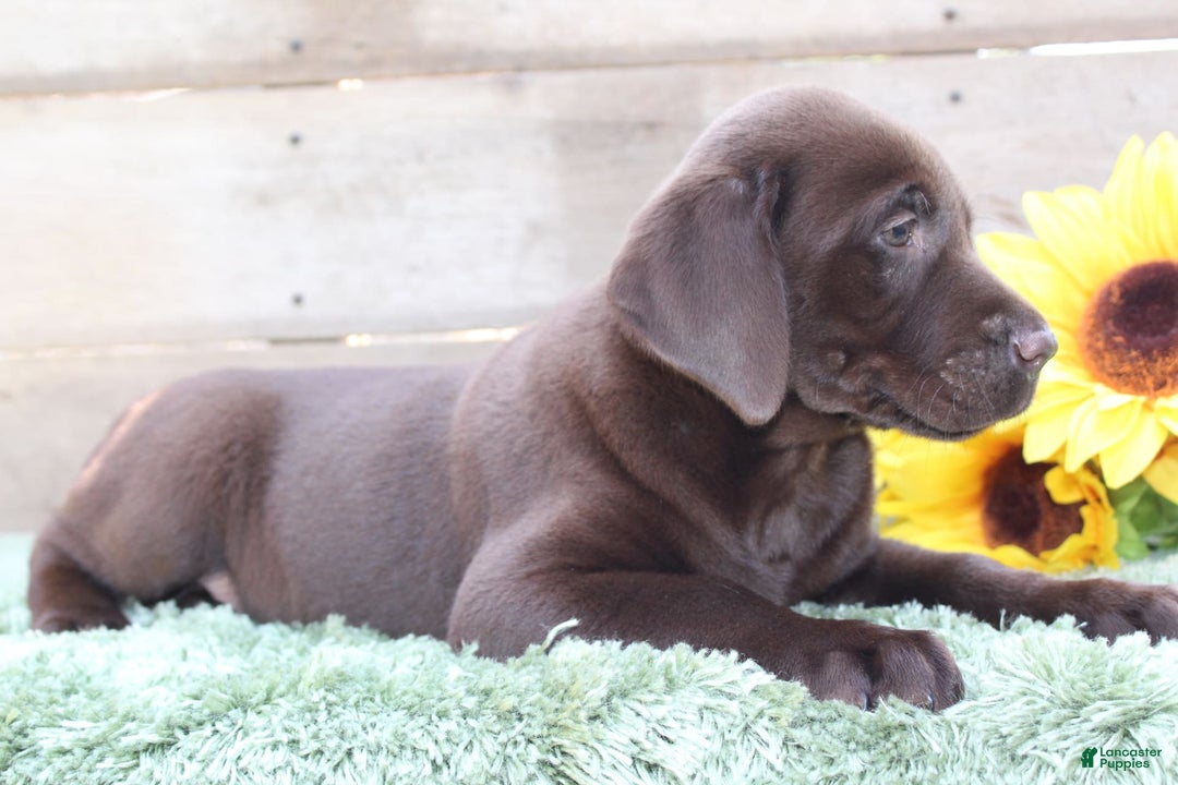 Labrador Retriever dogs for sale: Rocky - Image 3