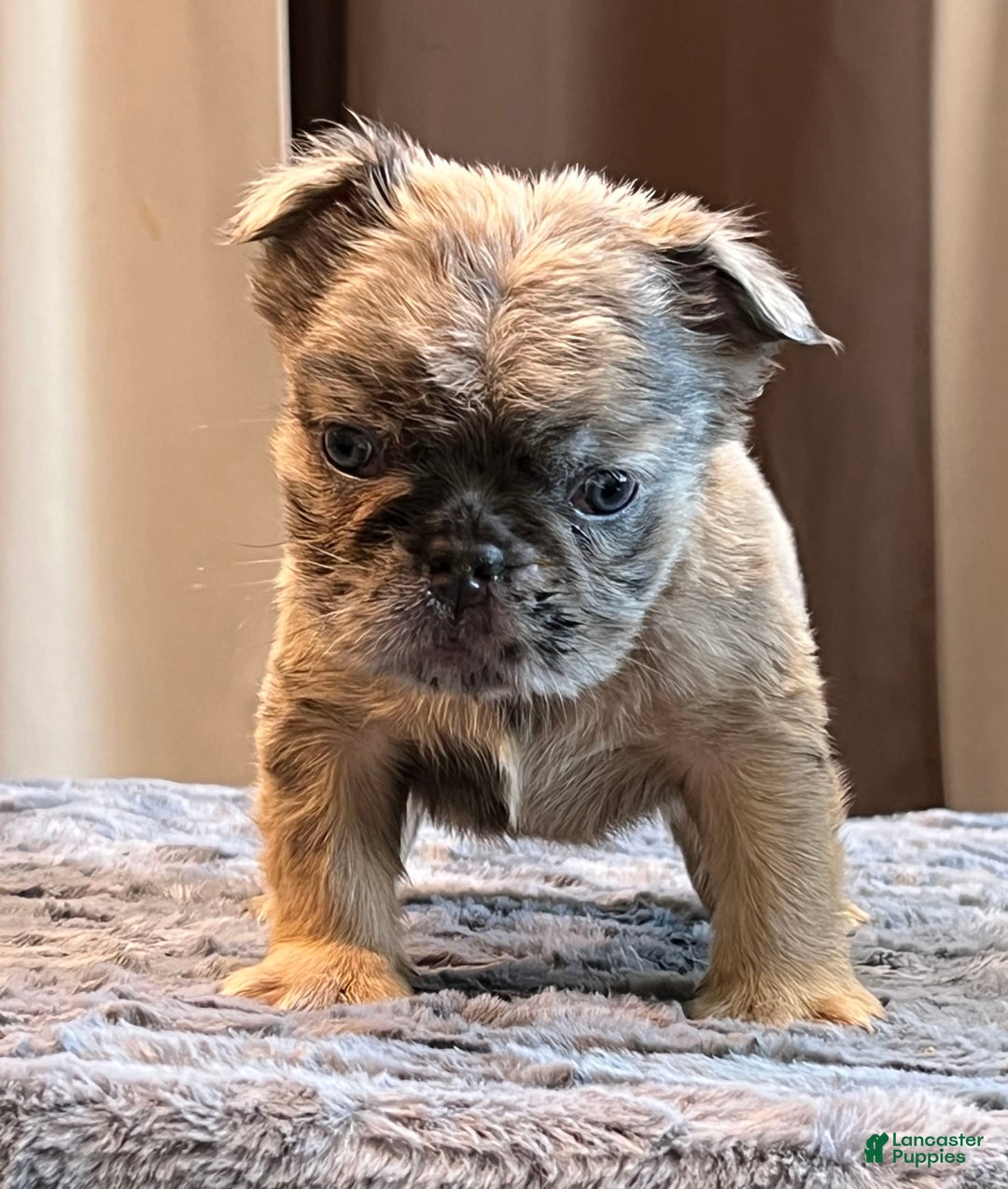 English Bulldog dogs for sale: Bolo - Image 2