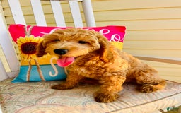 Mini Goldendoodle dogs for sale: Donut - Image 6