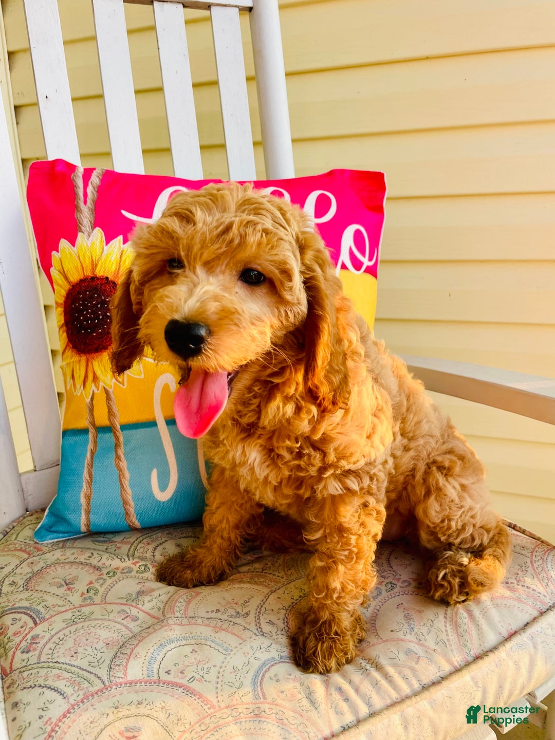 Mini Goldendoodle dogs for sale: Donut - Image 6