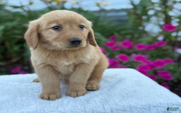 Golden Retriever dogs for sale: Treasure - Image 1