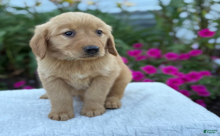 Golden Retriever dogs for sale - Ad 1