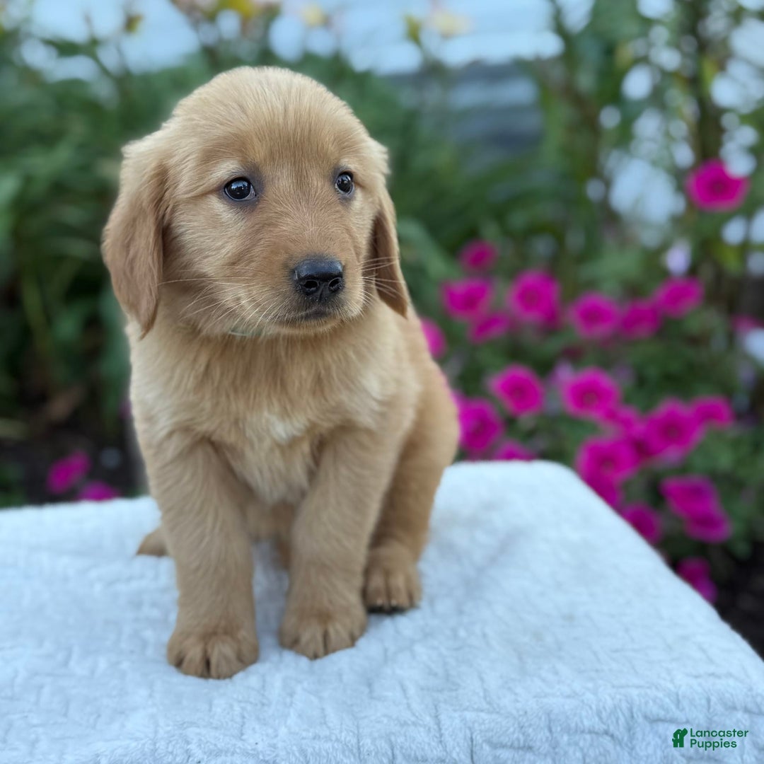 Golden Retriever dogs for sale: Treasure - Image 1