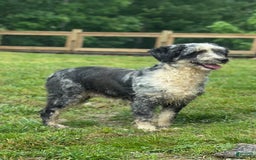 Aussiedoodle dogs for sale: Chip - Image 3