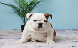 English Bulldog dogs for sale: Harley - Image 5