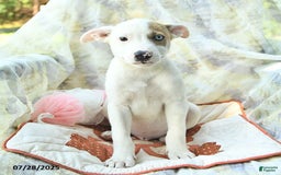 Siberian Husky dogs for sale: Bear - Image 2