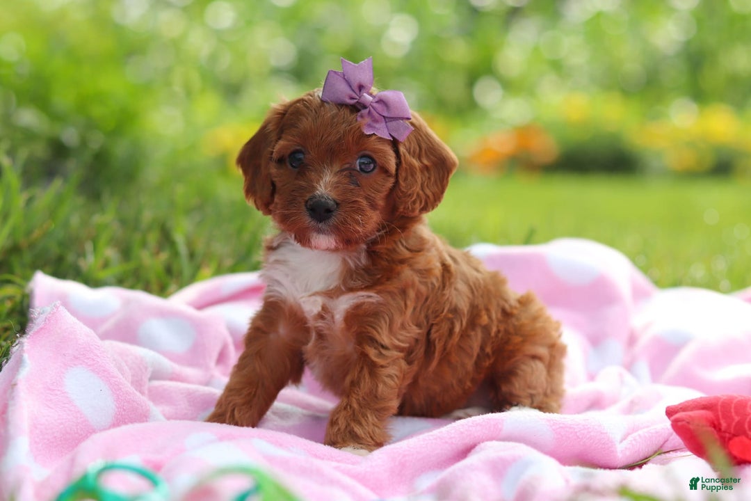 Cavapoo dogs for sale: Polly - Image 6