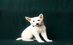 American Eskimo dogs for sale: Teagan - Image 1