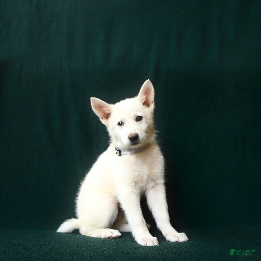 American Eskimo dogs for sale: Teagan - Image 1