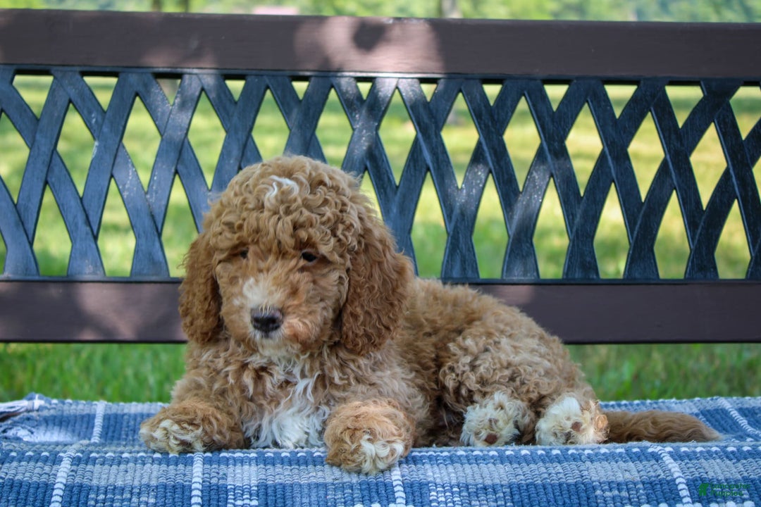 Miniature Poodle dogs for sale: Knox - Image 2