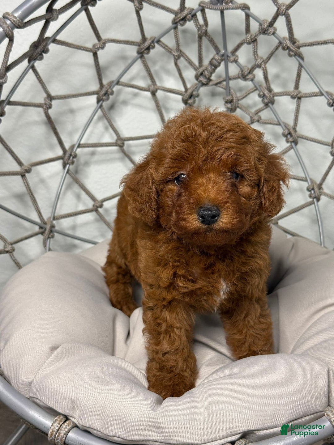 Toy Poodle dogs for sale: Bella - Image 5