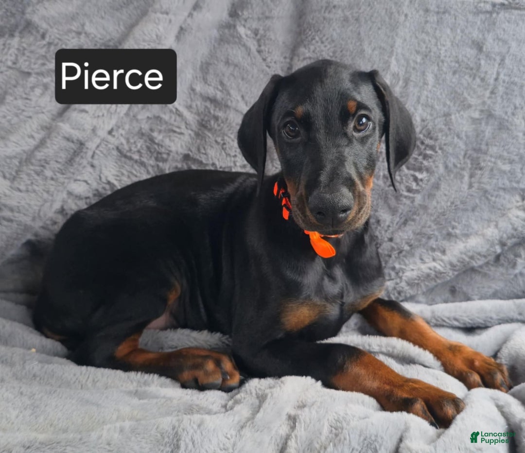 Doberman Pinscher dogs for sale: Pierce - Image 6