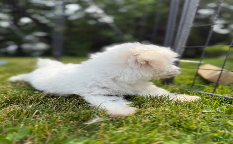 Bichon Frise dogs - Advert 24