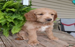 Goldendoodle dogs for sale: Lolly - Image 34