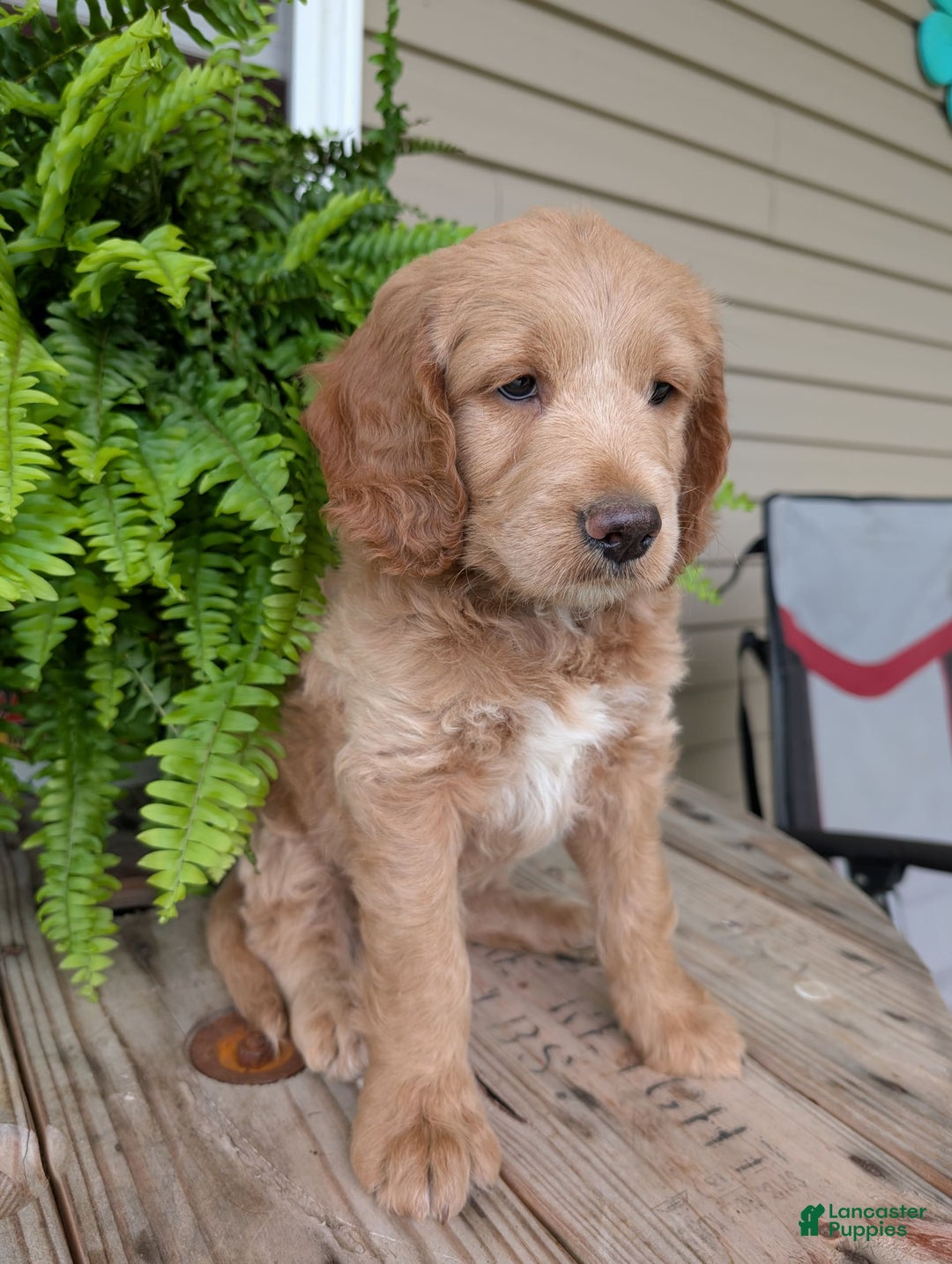Goldendoodle dogs for sale: Lolly - Image 34