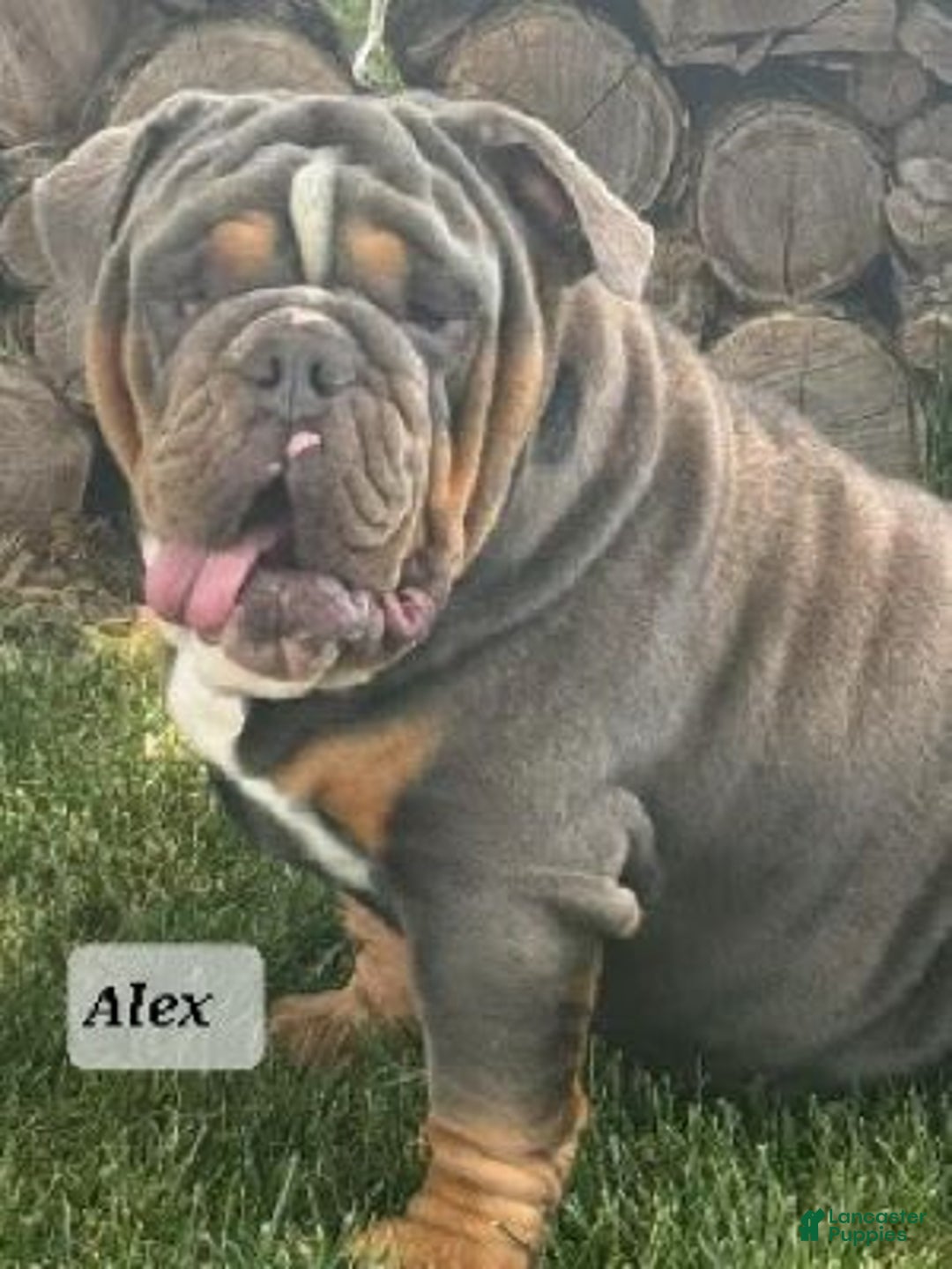 English Bulldog dogs for sale: Zeke - Image 11