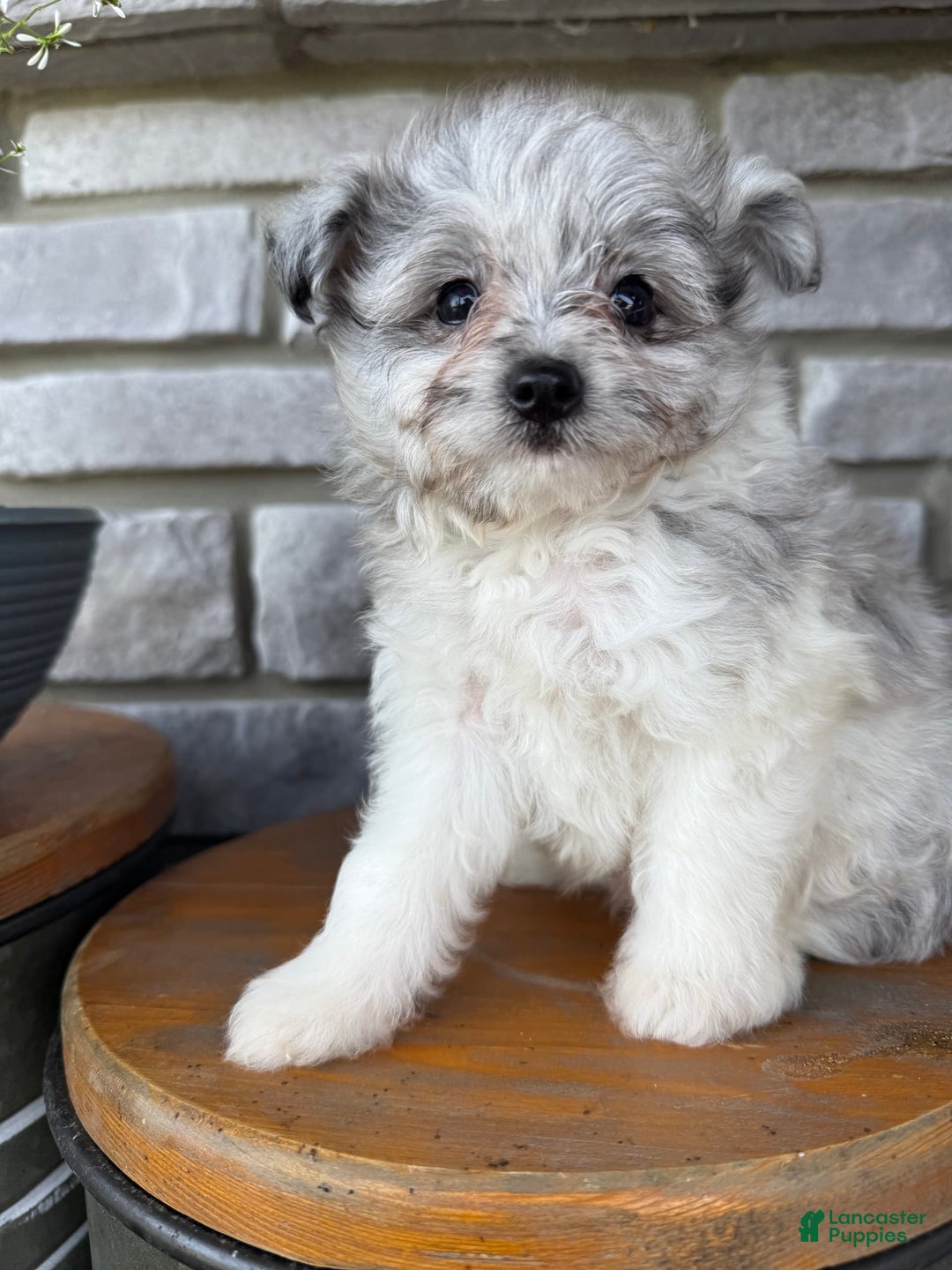 Pomapoo dogs for sale: Mason - Image 12