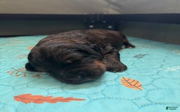Bernedoodle dogs for sale: Dark Brown Sable Girl - Image 4