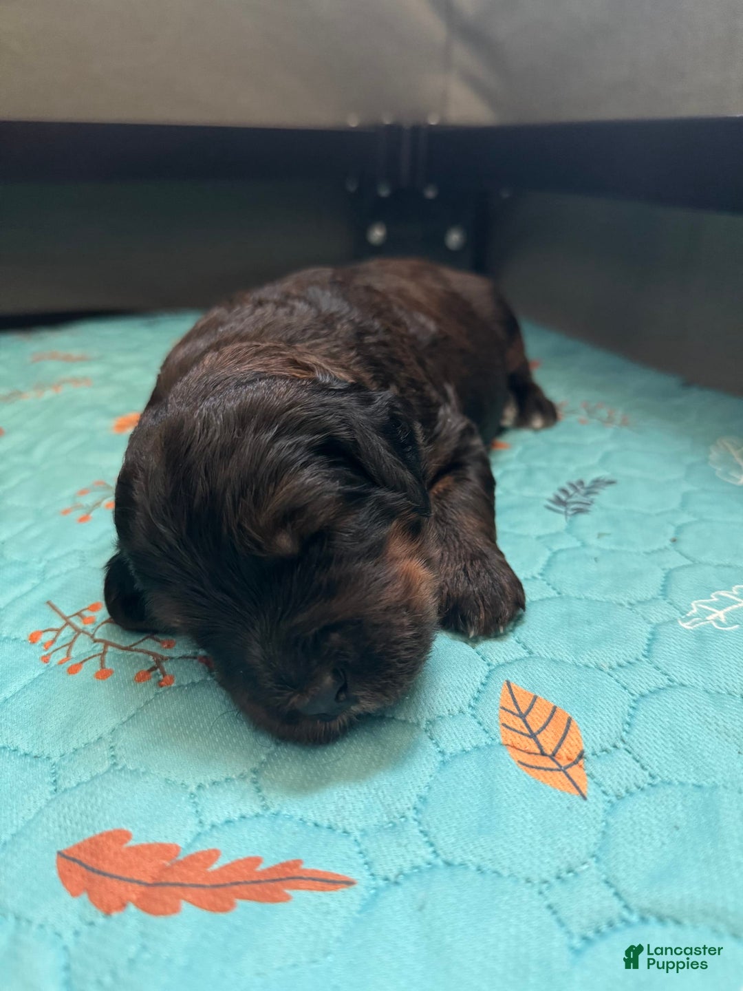 Bernedoodle dogs for sale: Dark Brown Sable Girl - Image 4