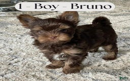 Yorkshire Terrier dogs for sale: Yorkshire Terrier 3 puppies - Image 8