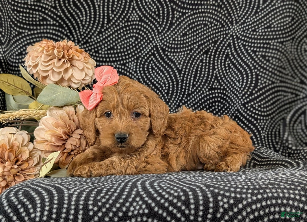 Cockapoo dogs for sale: Elisa - Image 6