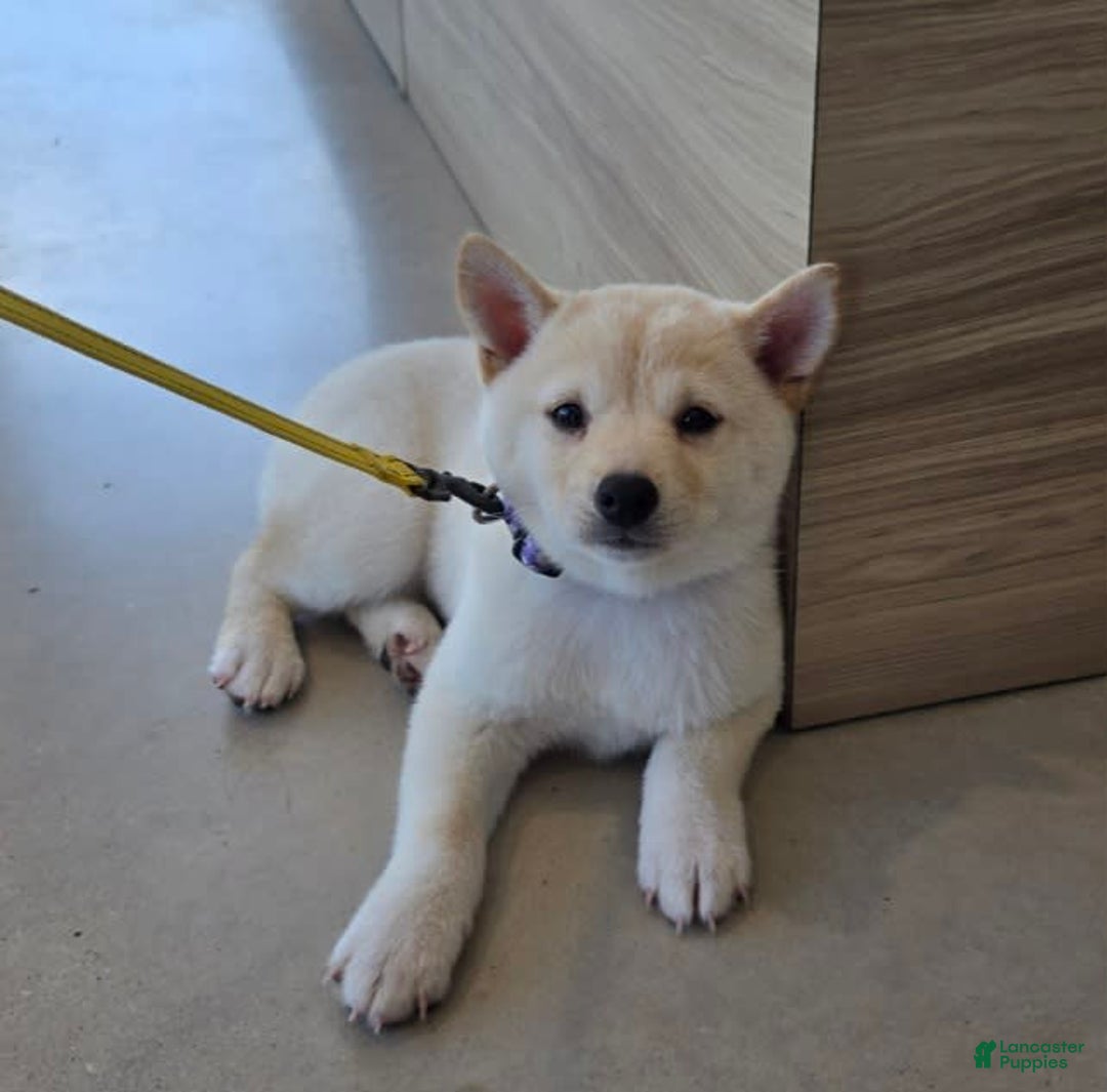 Shiba Inu dogs for sale: Hiko - Image 3