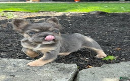 French Bulldog dogs for sale: Blue - Image 3