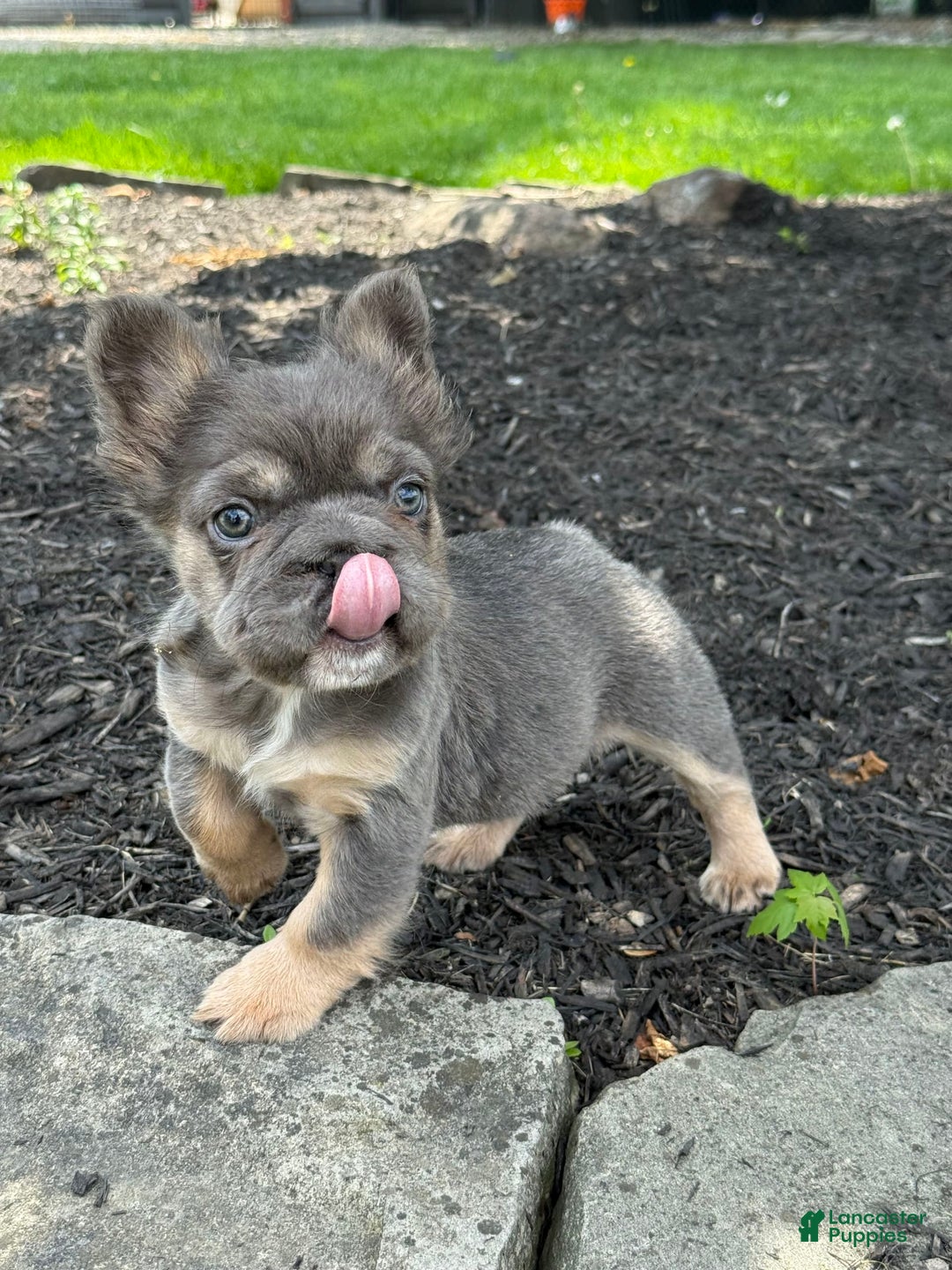 French Bulldog dogs for sale: Blue - Image 3