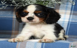 Cavalier King Charles Spaniel dogs for sale: Austin - Image 3