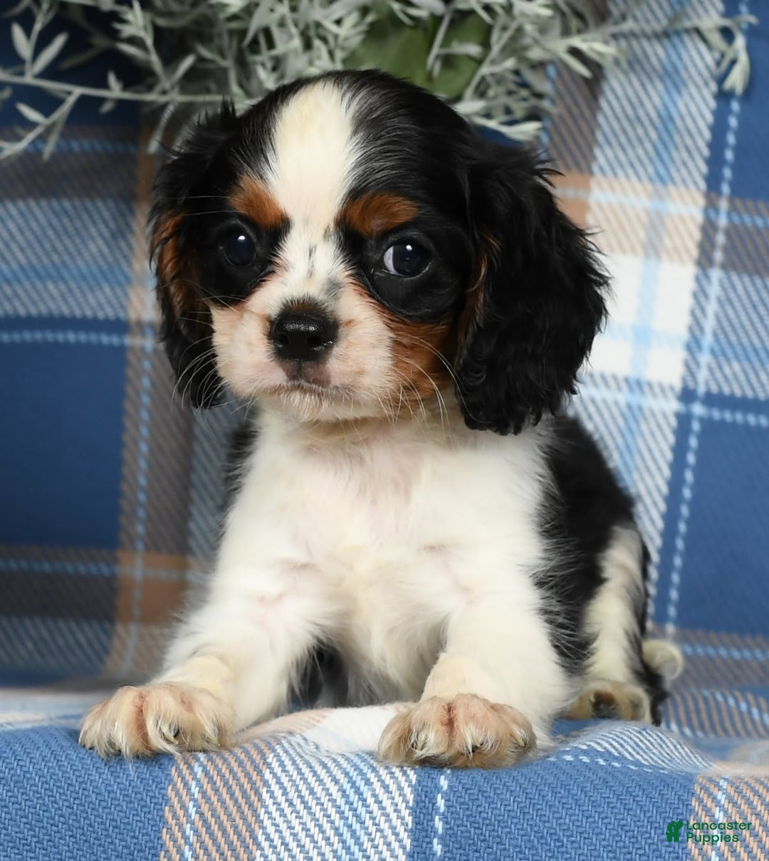 Cavalier King Charles Spaniel dogs for sale: Austin - Image 3