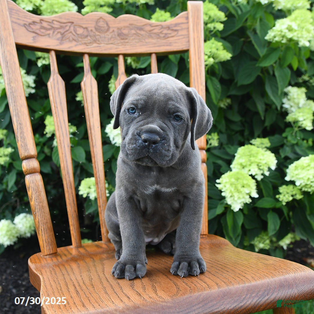 Cane Corso dogs for sale: Scarlet - Image 1